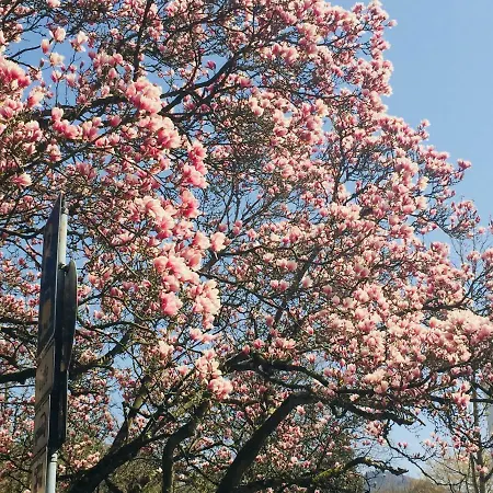 View Μπάντεν-Μπάντεν